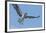 Osprey with Saltwater Catfish in Florida Bay, Everglades National Park, Florida-Maresa Pryor-Framed Photographic Print