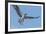 Osprey with Saltwater Catfish in Florida Bay, Everglades National Park, Florida-Maresa Pryor-Framed Photographic Print