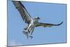 Osprey with Saltwater Catfish in Florida Bay, Everglades National Park, Florida-Maresa Pryor-Mounted Photographic Print