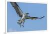 Osprey with Saltwater Catfish in Florida Bay, Everglades National Park, Florida-Maresa Pryor-Framed Photographic Print