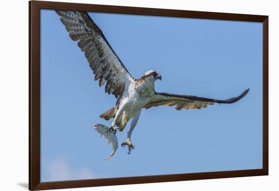 Osprey with Saltwater Catfish in Florida Bay, Everglades National Park, Florida-Maresa Pryor-Framed Photographic Print