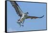 Osprey with Saltwater Catfish in Florida Bay, Everglades National Park, Florida-Maresa Pryor-Framed Stretched Canvas