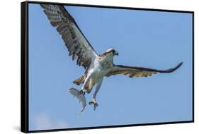 Osprey with Saltwater Catfish in Florida Bay, Everglades National Park, Florida-Maresa Pryor-Framed Stretched Canvas