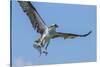 Osprey with Saltwater Catfish in Florida Bay, Everglades National Park, Florida-Maresa Pryor-Stretched Canvas