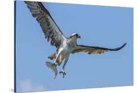 Osprey with Saltwater Catfish in Florida Bay, Everglades National Park, Florida-Maresa Pryor-Stretched Canvas