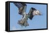 Osprey with Saltwater Catfish in Florida Bay, Everglades National Park, Florida-Maresa Pryor-Framed Stretched Canvas