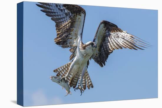 Osprey with Saltwater Catfish in Florida Bay, Everglades National Park, Florida-Maresa Pryor-Stretched Canvas