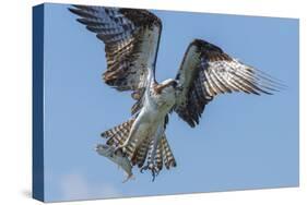 Osprey with Saltwater Catfish in Florida Bay, Everglades National Park, Florida-Maresa Pryor-Stretched Canvas