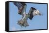 Osprey with Saltwater Catfish in Florida Bay, Everglades National Park, Florida-Maresa Pryor-Framed Stretched Canvas