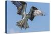 Osprey with Saltwater Catfish in Florida Bay, Everglades National Park, Florida-Maresa Pryor-Stretched Canvas