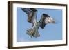 Osprey with Saltwater Catfish in Florida Bay, Everglades National Park, Florida-Maresa Pryor-Framed Photographic Print