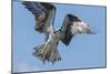 Osprey with Saltwater Catfish in Florida Bay, Everglades National Park, Florida-Maresa Pryor-Mounted Photographic Print