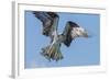 Osprey with Saltwater Catfish in Florida Bay, Everglades National Park, Florida-Maresa Pryor-Framed Photographic Print