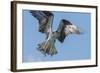 Osprey with Saltwater Catfish in Florida Bay, Everglades National Park, Florida-Maresa Pryor-Framed Photographic Print