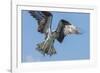 Osprey with Saltwater Catfish in Florida Bay, Everglades National Park, Florida-Maresa Pryor-Framed Photographic Print