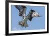 Osprey with Saltwater Catfish in Florida Bay, Everglades National Park, Florida-Maresa Pryor-Framed Photographic Print