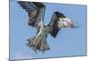 Osprey with Saltwater Catfish in Florida Bay, Everglades National Park, Florida-Maresa Pryor-Mounted Photographic Print