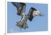 Osprey with Saltwater Catfish in Florida Bay, Everglades National Park, Florida-Maresa Pryor-Framed Photographic Print