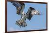 Osprey with Saltwater Catfish in Florida Bay, Everglades National Park, Florida-Maresa Pryor-Framed Photographic Print