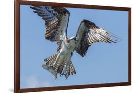 Osprey with Saltwater Catfish in Florida Bay, Everglades National Park, Florida-Maresa Pryor-Framed Photographic Print