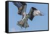 Osprey with Saltwater Catfish in Florida Bay, Everglades National Park, Florida-Maresa Pryor-Framed Stretched Canvas