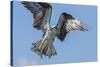 Osprey with Saltwater Catfish in Florida Bay, Everglades National Park, Florida-Maresa Pryor-Stretched Canvas