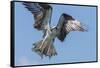 Osprey with Saltwater Catfish in Florida Bay, Everglades National Park, Florida-Maresa Pryor-Framed Stretched Canvas