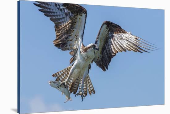 Osprey with Saltwater Catfish in Florida Bay, Everglades National Park, Florida-Maresa Pryor-Stretched Canvas