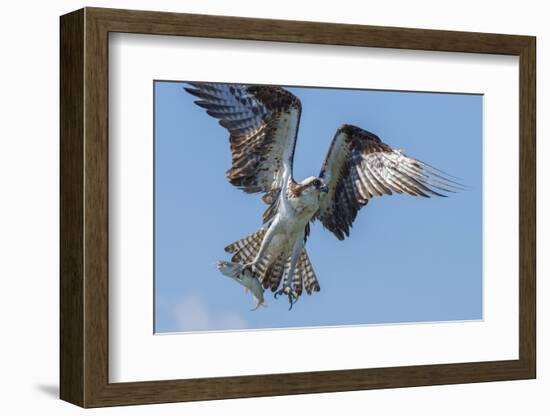 Osprey with Saltwater Catfish in Florida Bay, Everglades National Park, Florida-Maresa Pryor-Framed Photographic Print