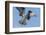 Osprey with Saltwater Catfish in Florida Bay, Everglades National Park, Florida-Maresa Pryor-Framed Photographic Print