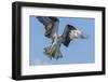 Osprey with Saltwater Catfish in Florida Bay, Everglades National Park, Florida-Maresa Pryor-Framed Photographic Print