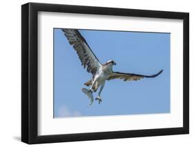 Osprey with Saltwater Catfish in Florida Bay, Everglades National Park, Florida-Maresa Pryor-Framed Photographic Print