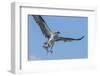 Osprey with Saltwater Catfish in Florida Bay, Everglades National Park, Florida-Maresa Pryor-Framed Premium Photographic Print