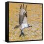 Osprey with two Alewife just caught in the Atlantic Ocean. Acadia National Park, Maine, USA-George Sanker-Framed Stretched Canvas