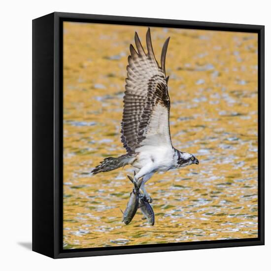 Osprey with two Alewife just caught in the Atlantic Ocean. Acadia National Park, Maine, USA-George Sanker-Framed Stretched Canvas