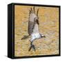 Osprey with two Alewife just caught in the Atlantic Ocean. Acadia National Park, Maine, USA-George Sanker-Framed Stretched Canvas