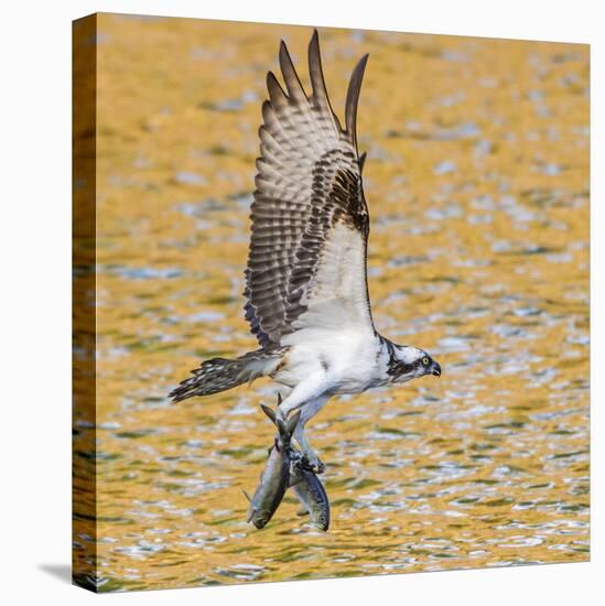 Osprey with two Alewife just caught in the Atlantic Ocean. Acadia National Park, Maine, USA-George Sanker-Stretched Canvas