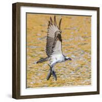 Osprey with two Alewife just caught in the Atlantic Ocean. Acadia National Park, Maine, USA-George Sanker-Framed Photographic Print