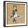 Osprey with two Alewife just caught in the Atlantic Ocean. Acadia National Park, Maine, USA-George Sanker-Framed Photographic Print