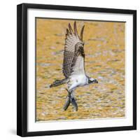 Osprey with two Alewife just caught in the Atlantic Ocean. Acadia National Park, Maine, USA-George Sanker-Framed Photographic Print