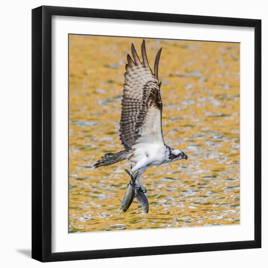 Osprey with two Alewife just caught in the Atlantic Ocean. Acadia National Park, Maine, USA-George Sanker-Framed Photographic Print