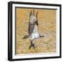 Osprey with two Alewife just caught in the Atlantic Ocean. Acadia National Park, Maine, USA-George Sanker-Framed Photographic Print