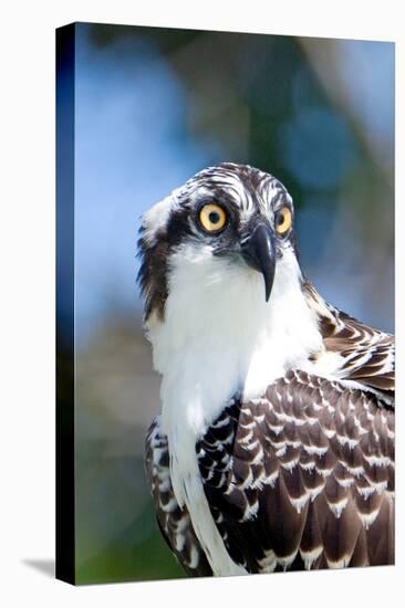 Osprey, Yucatan, Mexico II-Howard Ruby-Stretched Canvas