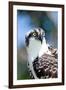 Osprey, Yucatan, Mexico II-Howard Ruby-Framed Premium Photographic Print