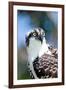 Osprey, Yucatan, Mexico II-Howard Ruby-Framed Photographic Print