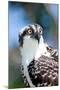 Osprey, Yucatan, Mexico II-Howard Ruby-Mounted Photographic Print