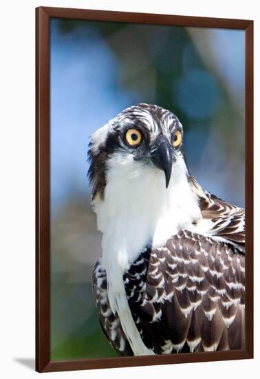 Osprey, Yucatan, Mexico II-Howard Ruby-Framed Photographic Print