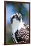 Osprey, Yucatan, Mexico II-Howard Ruby-Framed Photographic Print