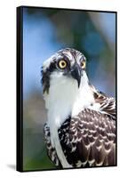 Osprey, Yucatan, Mexico II-Howard Ruby-Framed Stretched Canvas