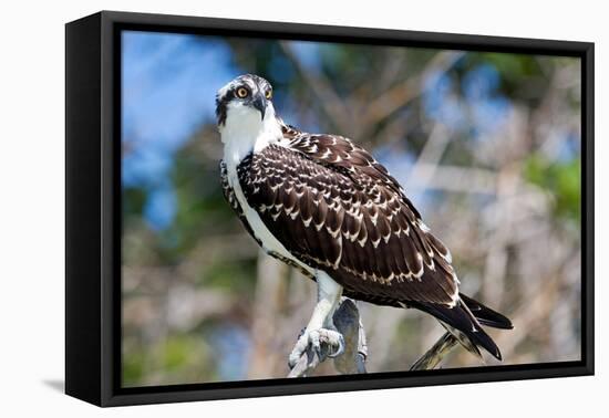 Osprey, Yucatan, Mexico-Howard Ruby-Framed Stretched Canvas